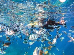 プランの魅力 圧巻の餌付け体験 の画像