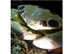 プランの魅力 夜の海はさまざまな生物が観察できる! の画像