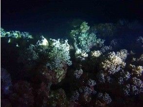 プランの魅力 夜の海は神秘的 の画像