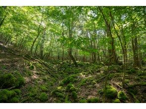 プランの魅力 Approaching a mysterious forest that is rare in the world の画像