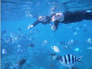 プランの魅力 洞窟を出てカラフルな魚達と！ の画像