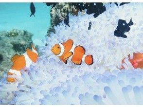 プランの魅力 カラフルな魚達との出会い の画像