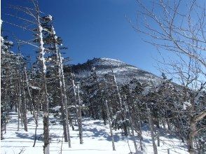 プランの魅力 縞枯現象の中を歩く の画像