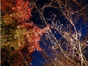 プランの魅力 紅葉＆冬桜のライトアップ の画像
