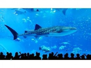 プランの魅力 海洋博公園/沖繩美麗海水族館:約2小時20分鐘 の画像