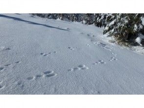 プランの魅力 動物の足跡をたどるのもよし！ の画像