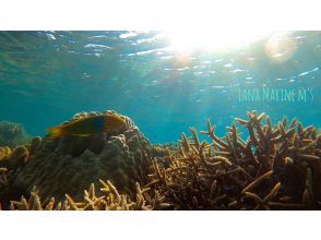 プランの魅力 Lots of beautiful corals and colorful fish! の画像