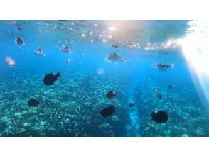 プランの魅力 Lots of beautiful corals and colorful fish! の画像