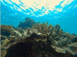 プランの魅力 宮古島の海 の画像