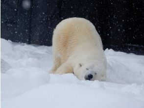 プランの魅力 旭山動物園 の画像