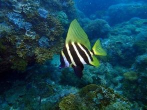 プランの魅力 たくさんの海の生き物たちが待っています！ の画像