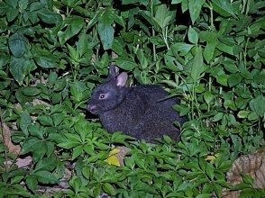 プランの魅力 アマミノクロウサギ の画像