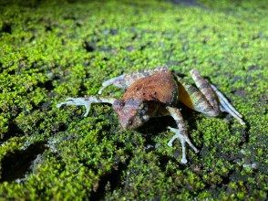 プランの魅力 アマミハナサキガエル の画像