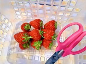 プランの魅力 수확 : 수확 한 딸기는 팩에 늘어서 있습니다. の画像