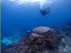 プランの魅力 A premium course where you can swim with sea turtles! の画像