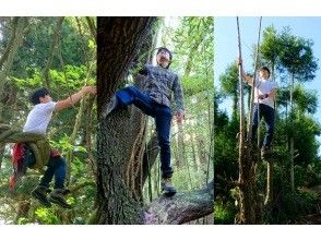 プランの魅力 The fun of climbing trees! の画像