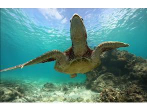 プランの魅力 憧れの海亀とのシュノーケリング の画像