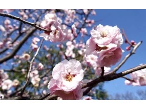 プランの魅力 梅の花 の画像