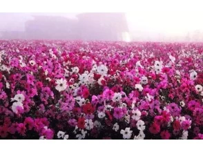 プランの魅力 コスモス の画像
