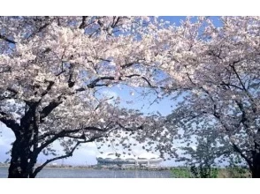 プランの魅力 桜 の画像
