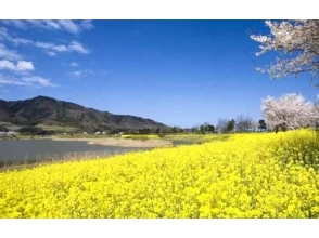 プランの魅力 菜の花 の画像