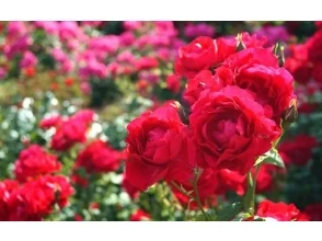 プランの魅力 バラ の画像