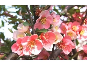 プランの魅力 ボケの花 の画像