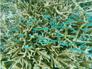 プランの魅力 魚群の群れに遭遇！ の画像