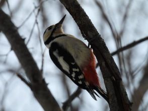 プランの魅力 野鳥観察も の画像