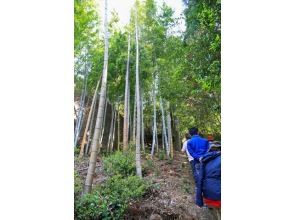 プランの魅力 240 steps surrounded by bamboo forest の画像