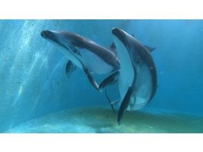 プランの魅力 Pacific white-sided dolphins are waiting! の画像