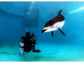 プランの魅力 This is the first experience diving in Japan where you can swim with Pacific white-sided dolphins! の画像