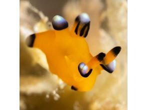 プランの魅力 ウデフリツノザヤウミウシ の画像