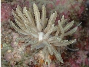プランの魅力 クセニアウミウシ の画像