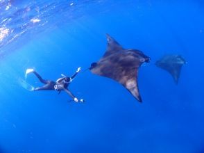 プランの魅力 冬限定！マンタに出会えるかも！ の画像