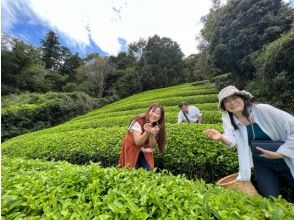 プランの魅力 The tea picking experience in Chagenkyo is exceptional☆ の画像