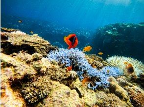 プランの魅力 Snorkel in crystal clear waters の画像