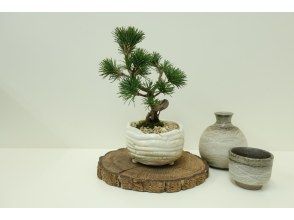 プランの魅力 The joy of bonsai♪ の画像