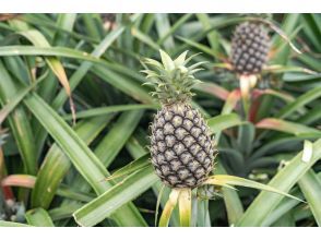 プランの魅力 Harvest experience! Bite into the pineapple! の画像