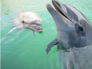 プランの魅力 Cute dolphins are waiting for you! の画像