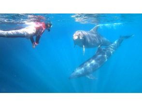 プランの魅力 Play with dolphins in a wide cove! の画像