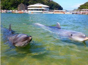 プランの魅力 天然の入り江でイルカと泳ごう！ の画像