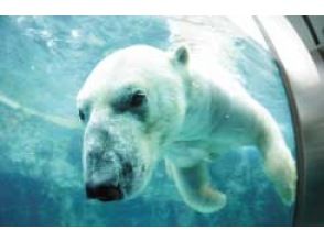 プランの魅力 旭山動物園 の画像