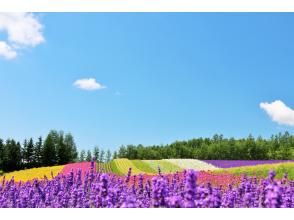 プランの魅力 富良野・ファーム富田 の画像