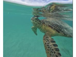 プランの魅力 There is also a high probability of encountering sea turtles! の画像