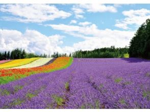 プランの魅力 薄紫色に染まるラベンダー畑・富良野ファーム富田を散策 の画像
