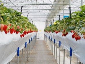 プランの魅力 入場:いちご狩りハウス内にお入りいただきます の画像