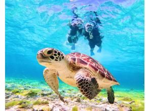 プランの魅力 与海龟一起游泳♡ の画像