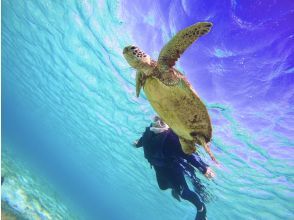 プランの魅力 Sea turtle encounter rate 99.9%! の画像