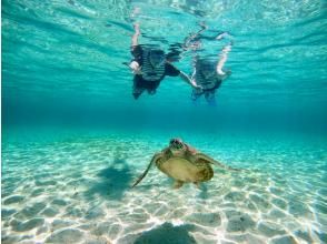 プランの魅力 与海龟一起游泳♡ の画像